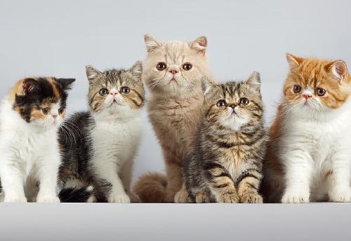 cat-family.jpg
