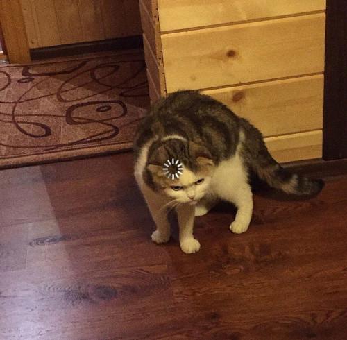 loading-cat.jpg
