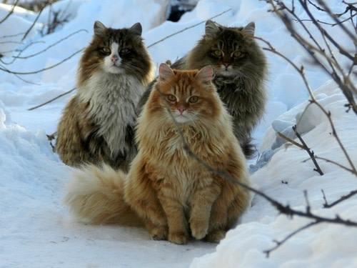 scandinavian-cats.jpg