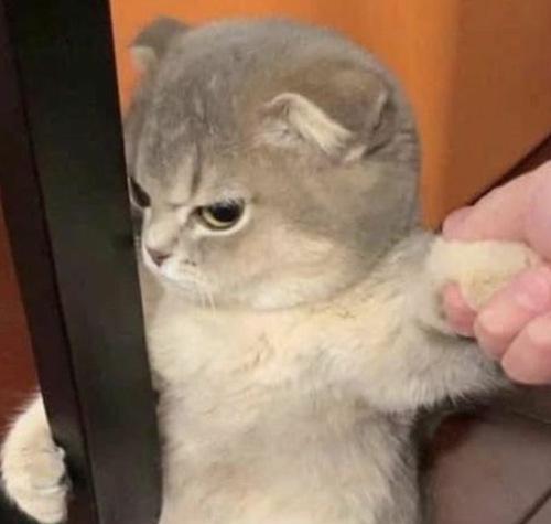 angry-cat.jpeg