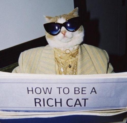 rich-cat.jpeg