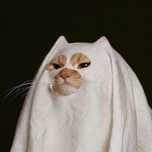 ghost-cat.jpeg