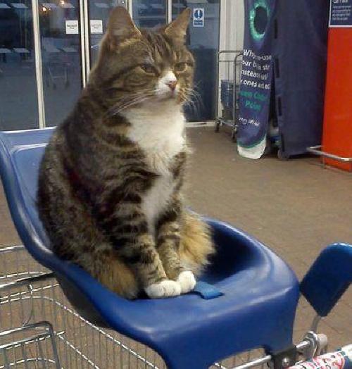 shop-cat.jpeg